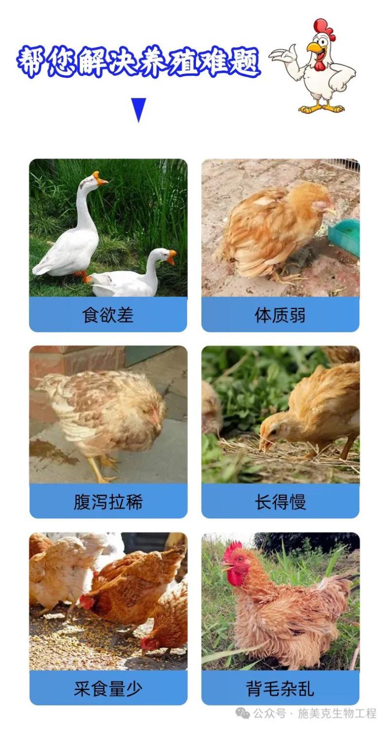 鸡鸭鹅禽类催肥—肉大块调肠道促生长无抗催肥无肥油