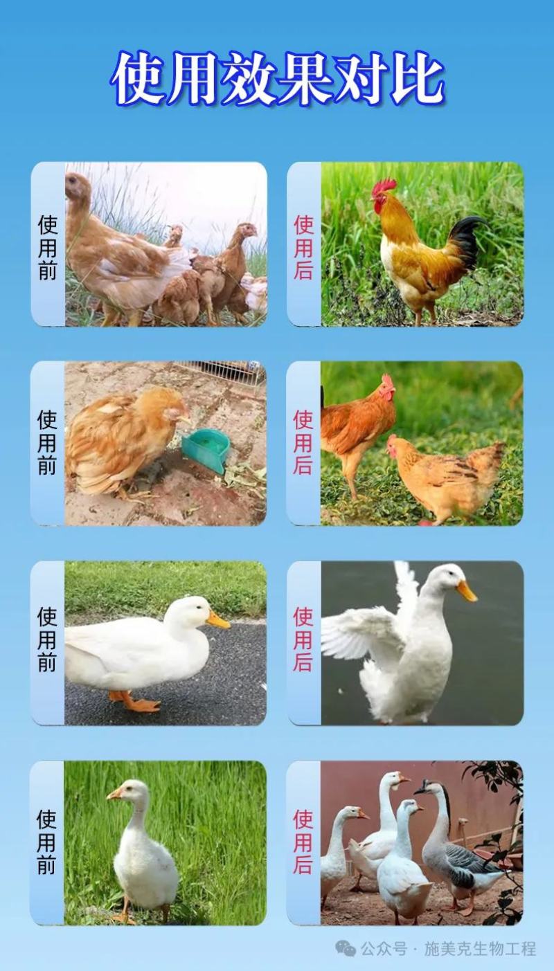 鸡鸭鹅禽类催肥—肉大块调肠道促生长无抗催肥无肥油