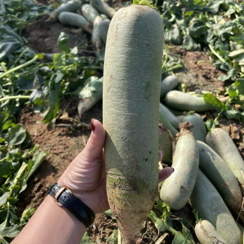 好吃脆甜的水果萝卜