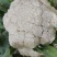 【精品】松花菜大量上市产地直销货量充足欢迎选购！