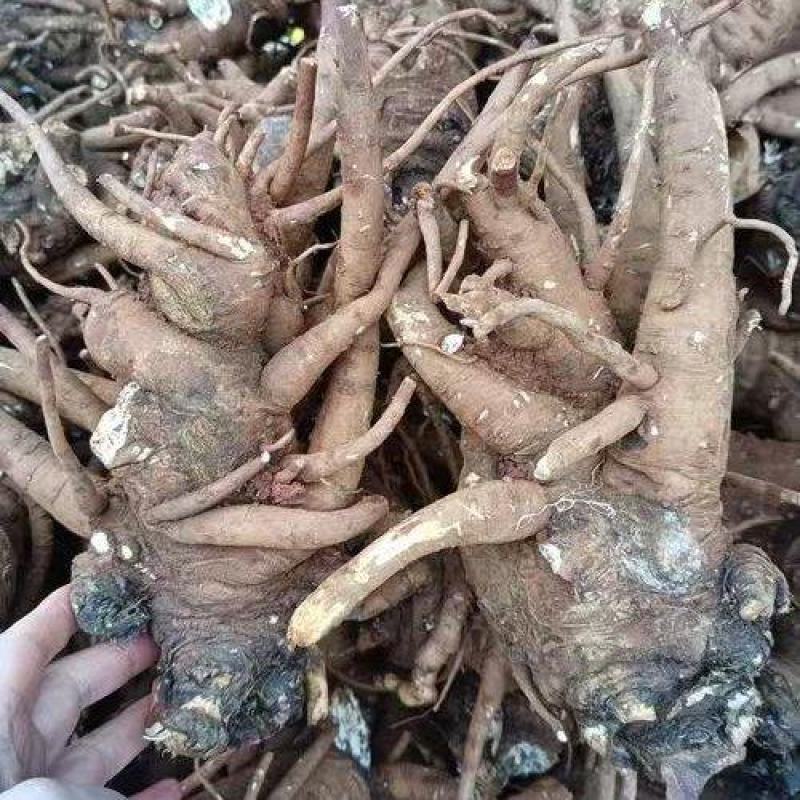 云南文山鲜当归，大量出售。