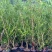 广东雀舌皱皮黄杨/素材苗/地苗/福利价1.5元/棵。