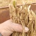 韭菜根/今年新苗，根茎粗壮/河北衡水深州市大量上市