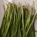 韭菜根/今年新苗，根茎粗壮/河北衡水深州市大量上市