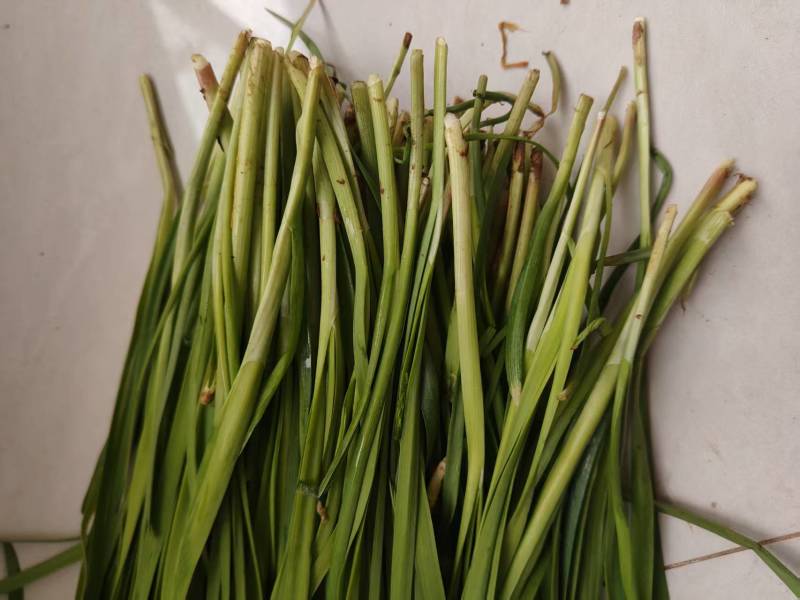 韭菜根/今年新苗，根茎粗壮/河北衡水深州市大量上市