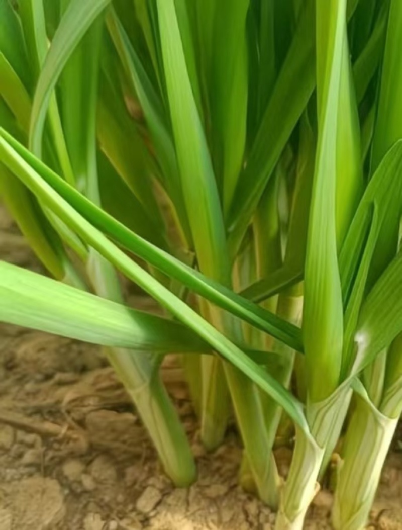 韭菜根/今年新苗，根茎粗壮/河北衡水深州市大量上市