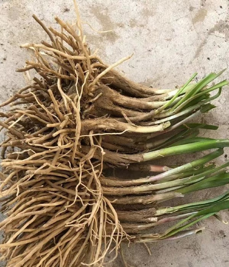 韭菜根/今年新苗，根茎粗壮/河北衡水深州市大量上市