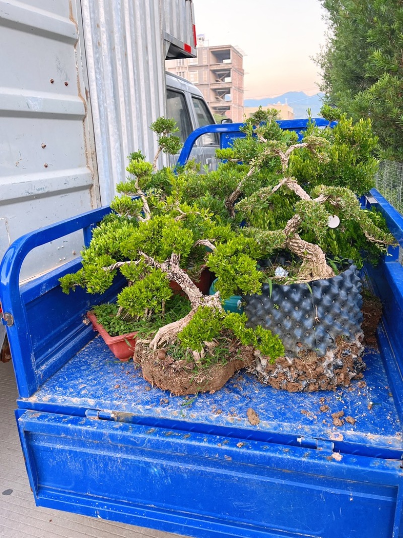 广东雀舌皱皮黄杨