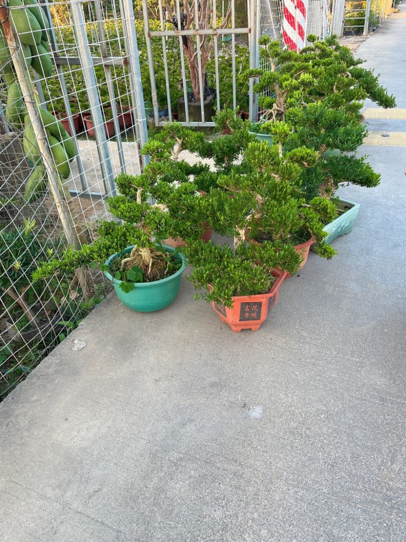 广东雀舌皱皮黄杨