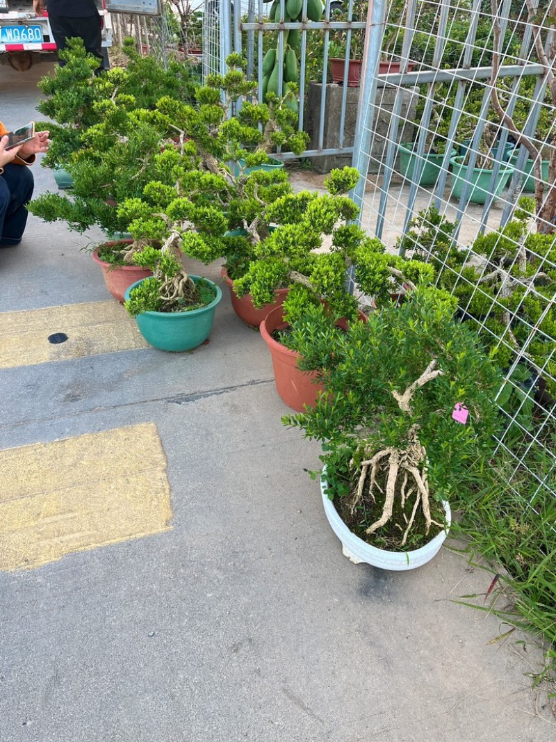 广东雀舌皱皮黄杨