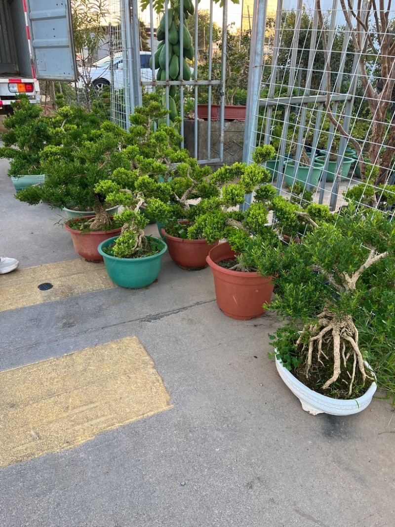 广东雀舌皱皮黄杨