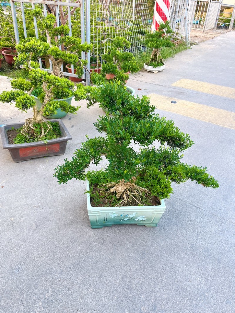 广东雀舌皱皮黄杨
