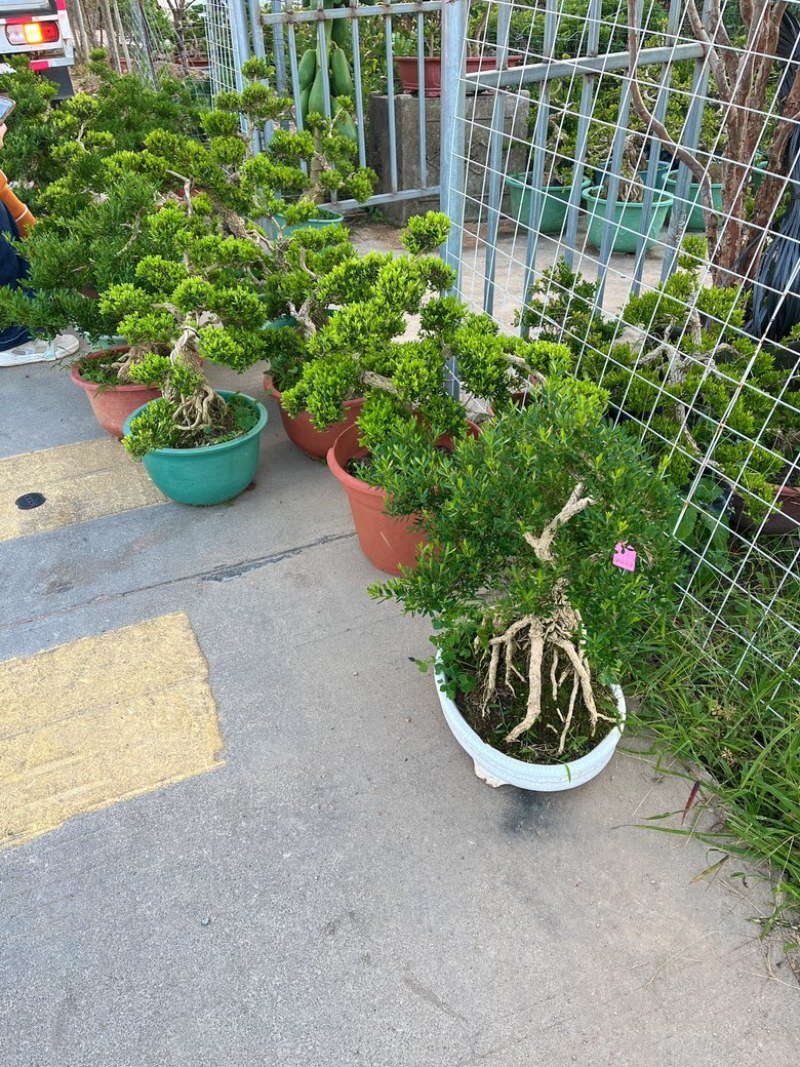 广东雀舌皱皮黄杨