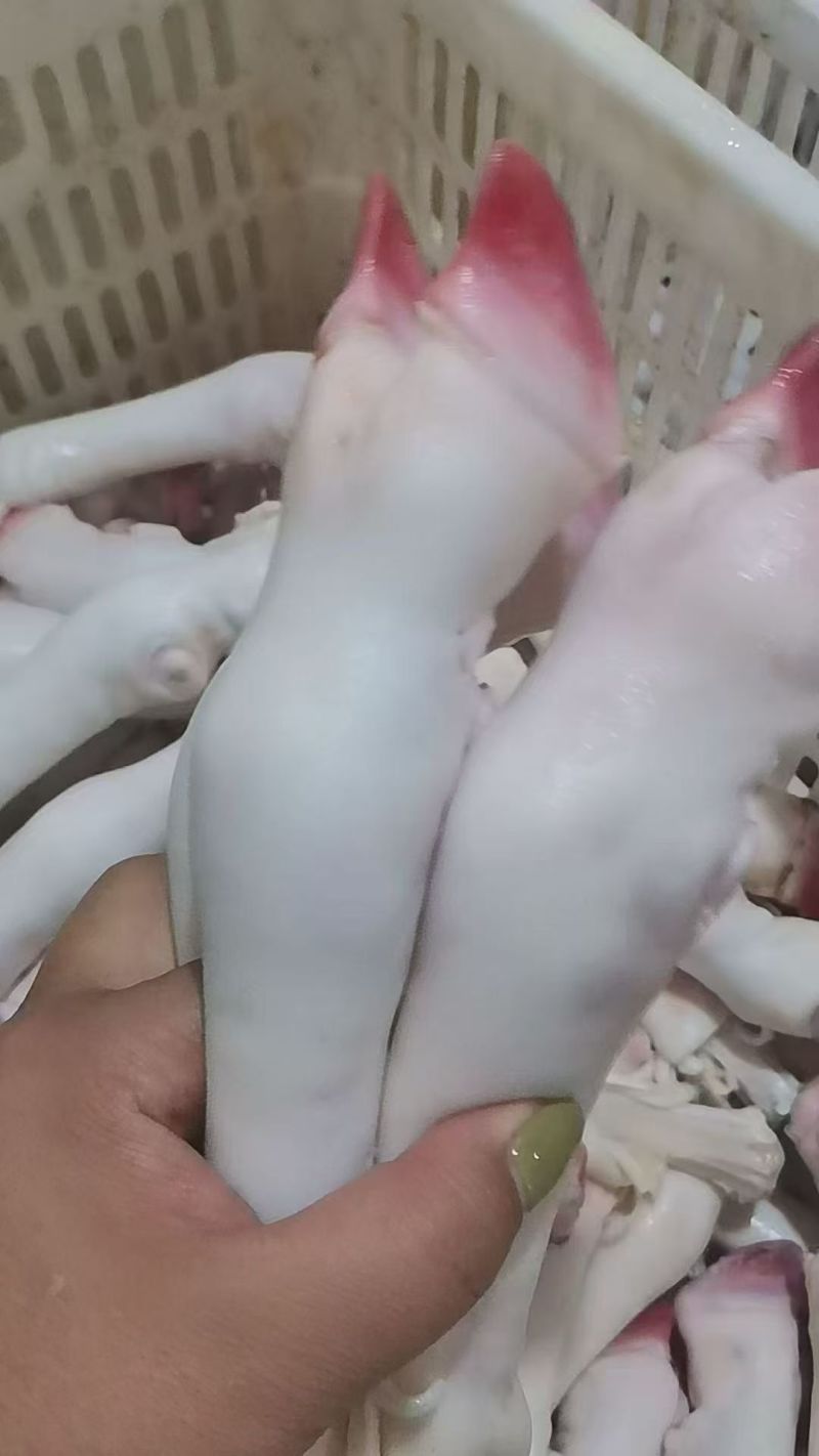 育肥白蹄不抽筋