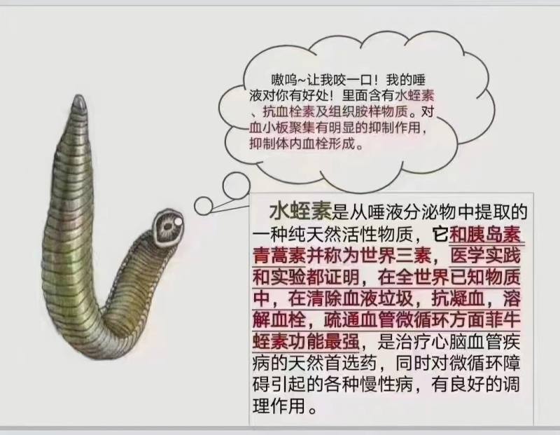 海南省**：医用水蛭，提供技术指导。