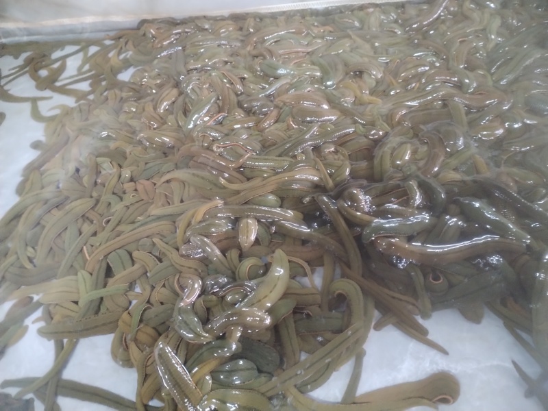 海南省**：医用水蛭，提供技术指导。