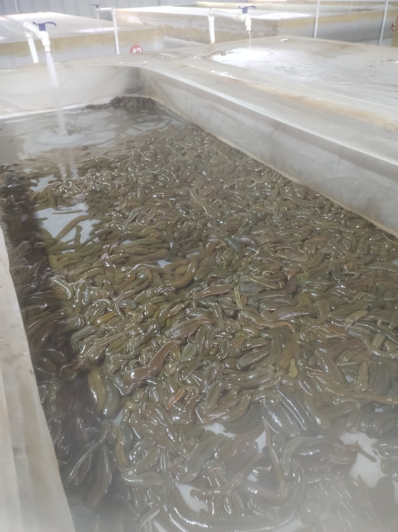 海南省**：医用水蛭，提供技术指导。