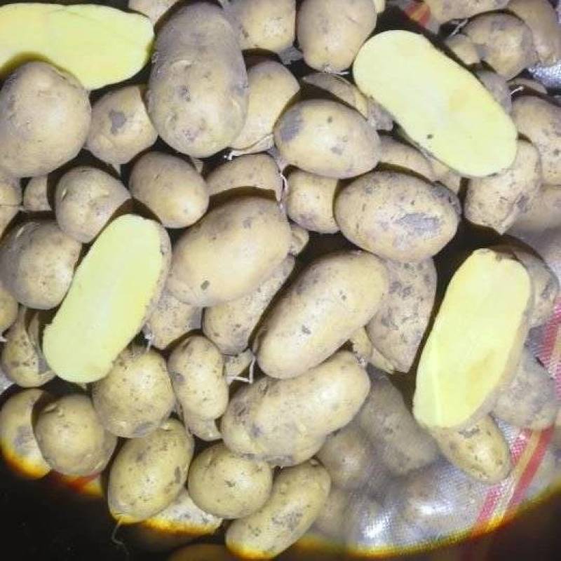 土豆，V7，三两起步，货太卜寺旗，沽源县，乌兰察布后旗