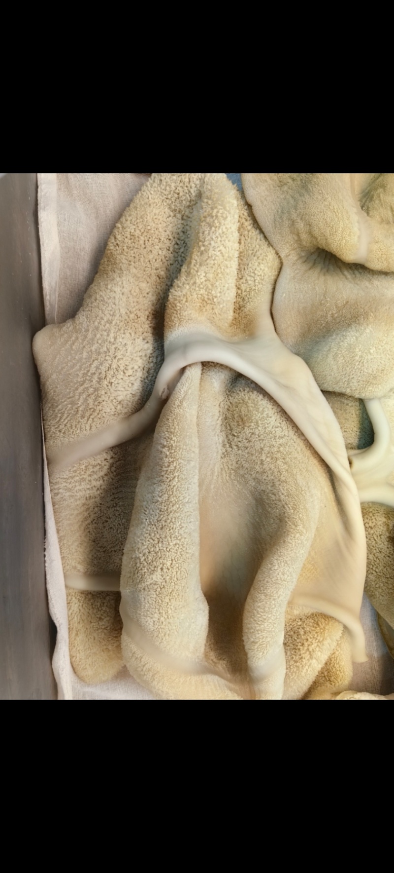 熟牛肚