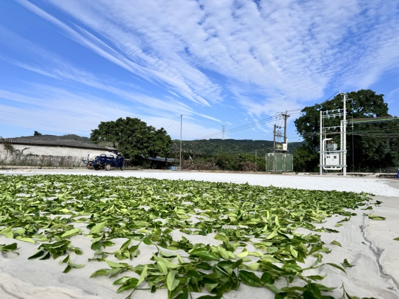 凤凰单丛茶