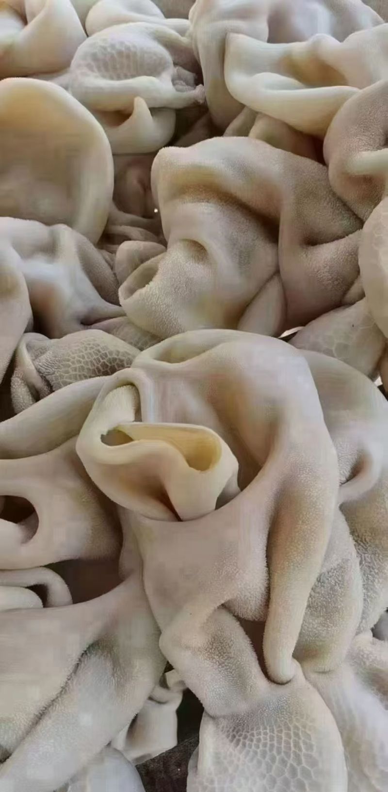 熟羊肚