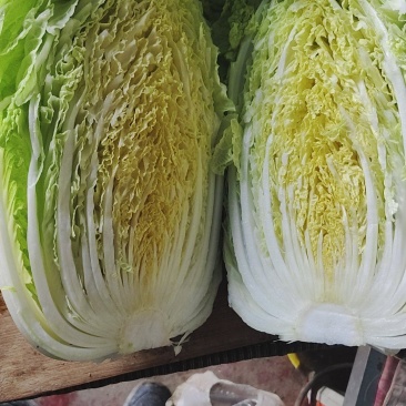 黄心大白菜