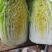 黄心大白菜