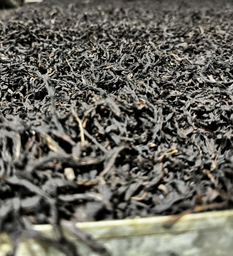 凤凰单丛茶