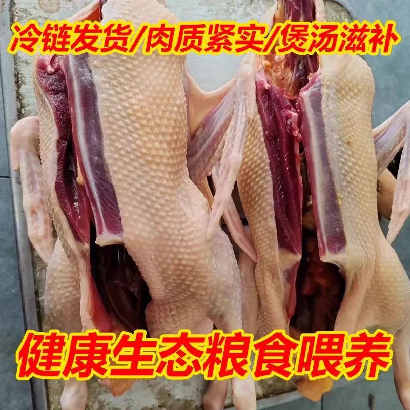 包邮）带头爪翅农家散养雁鹅新鲜整只活杀笨大鹅整只肉鹅批发