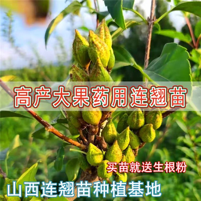 连翘树苗5号连翘苗高产大果连翘耐寒耐旱荒地坡地种植