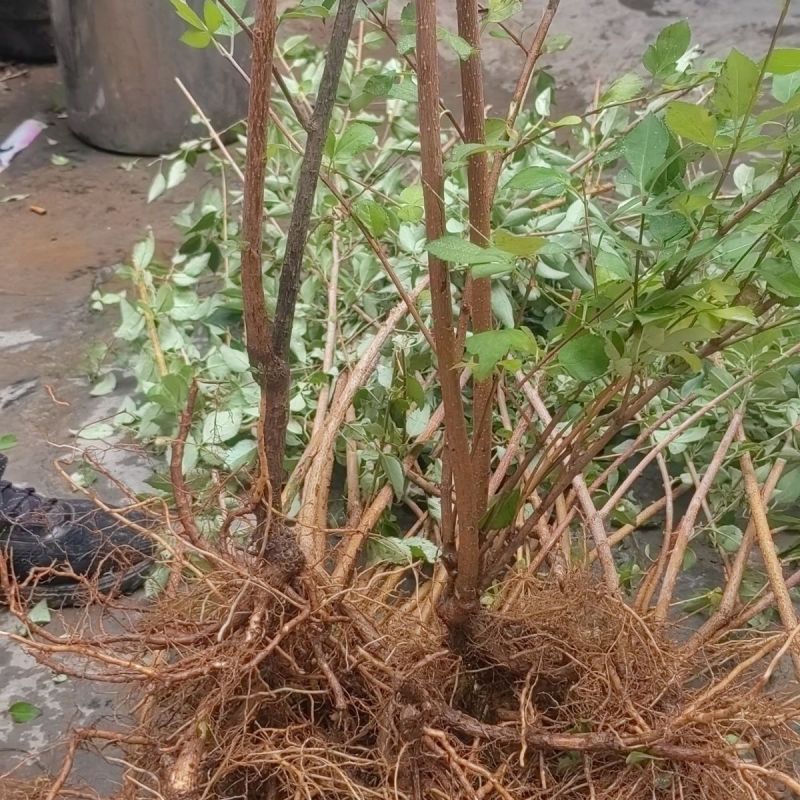 连翘树苗5号连翘苗高产大果连翘耐寒耐旱荒地坡地种植