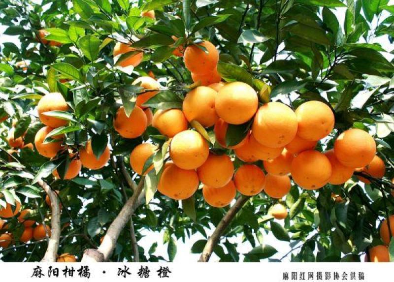 麻阳冰糖橙对接电商社团商超市场外贸出口，农户一