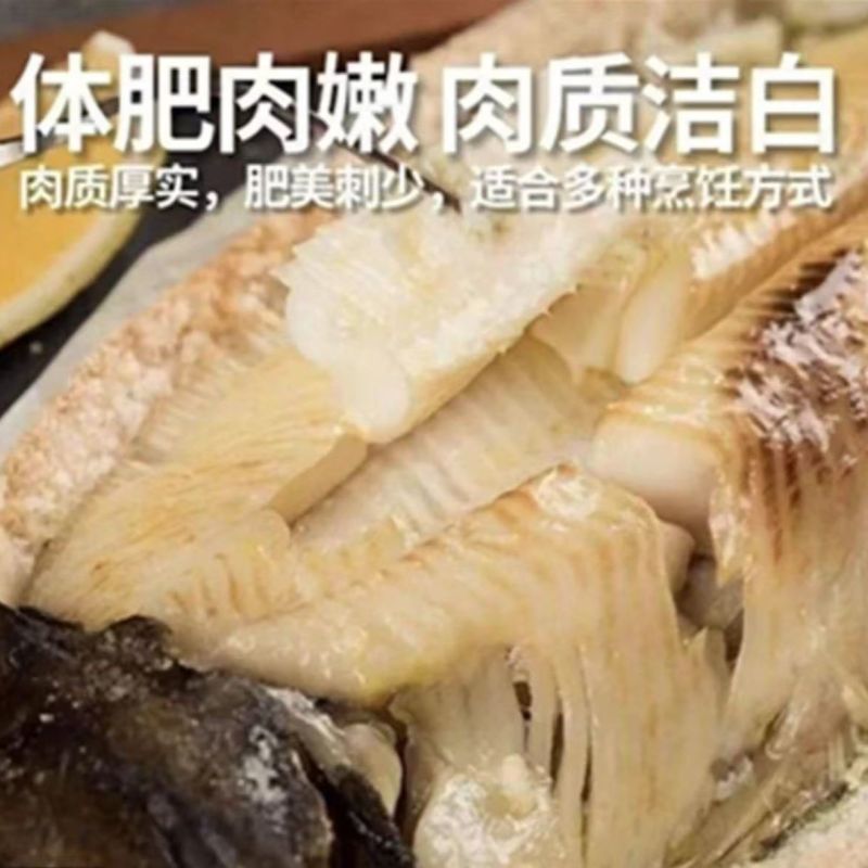 蝶鱼半斤一条无冰衣8条包邮