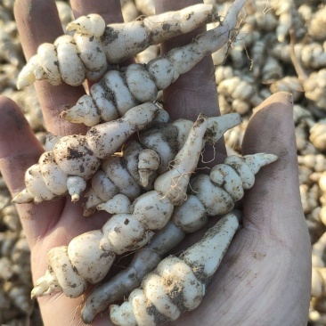 螺丝菜宝塔菜地环通货