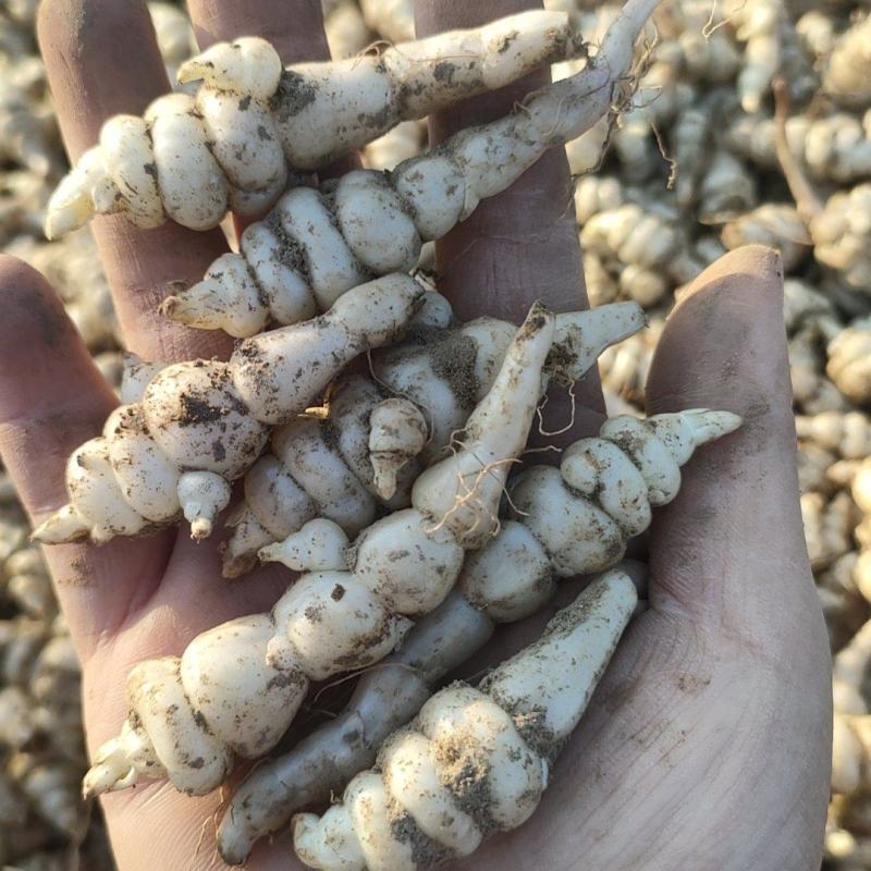 螺丝菜宝塔菜地环通货