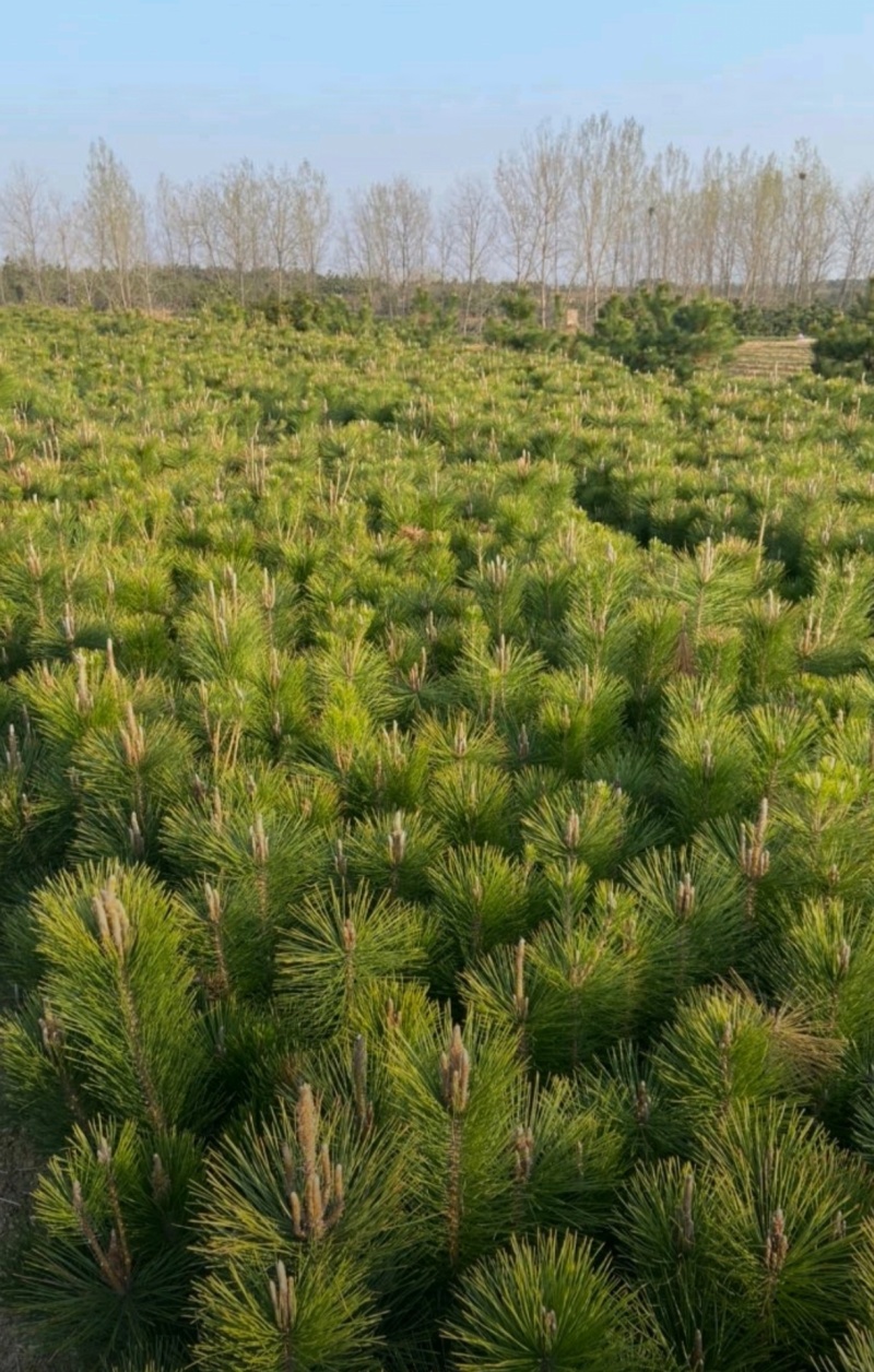 基地大量出售高50-100厘米黑松
