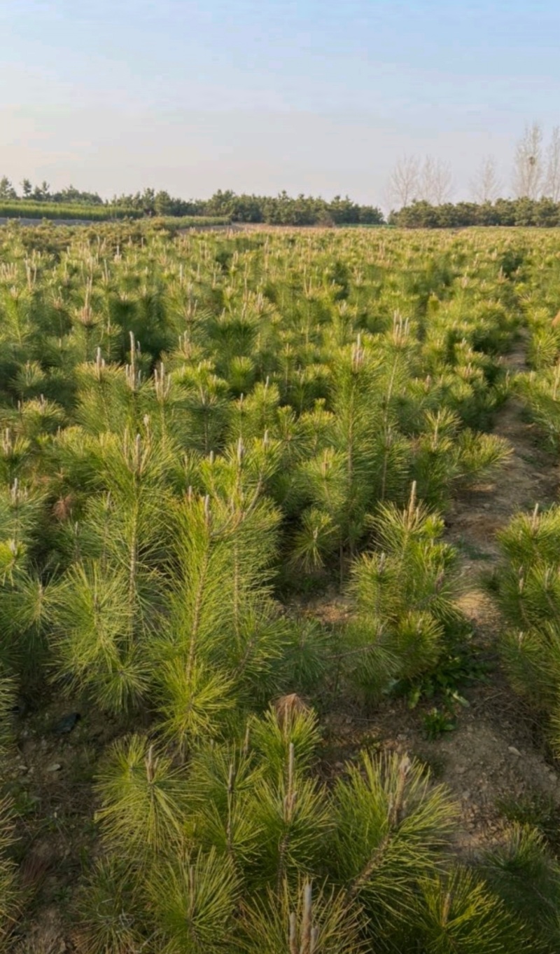 基地大量出售高50-100厘米黑松