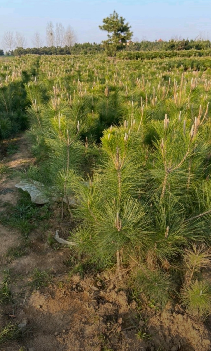 基地大量出售高50-100厘米黑松