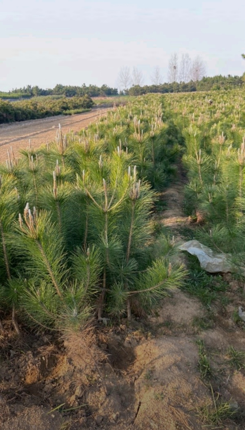 基地大量出售高50-100厘米黑松