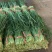 推荐广东徐闻韭菜大叶韭菜头刀二刀货源充足价格实