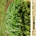 推荐广东徐闻韭菜大叶韭菜头刀二刀货源充足价格实