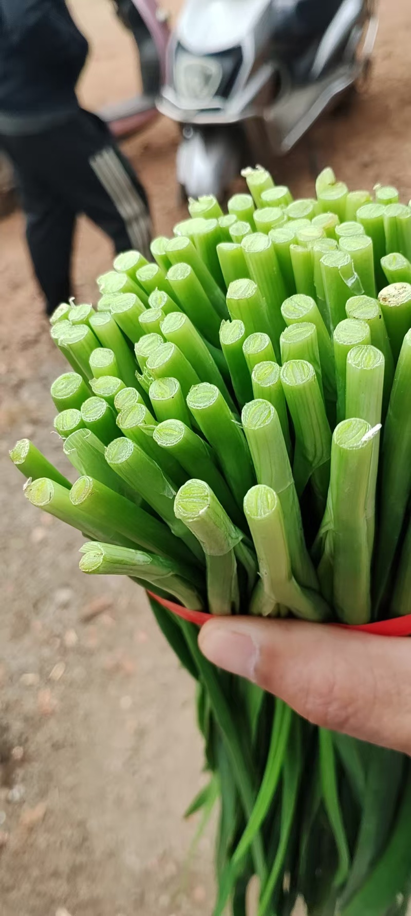 推荐广东徐闻韭菜大叶韭菜头刀二刀货源充足价格实