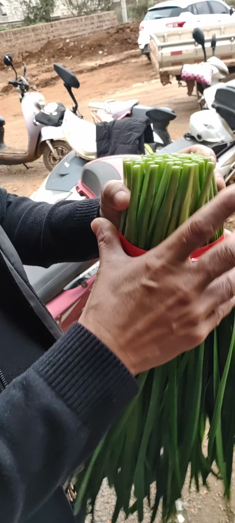 推荐广东徐闻韭菜大叶韭菜头刀二刀货源充足价格实