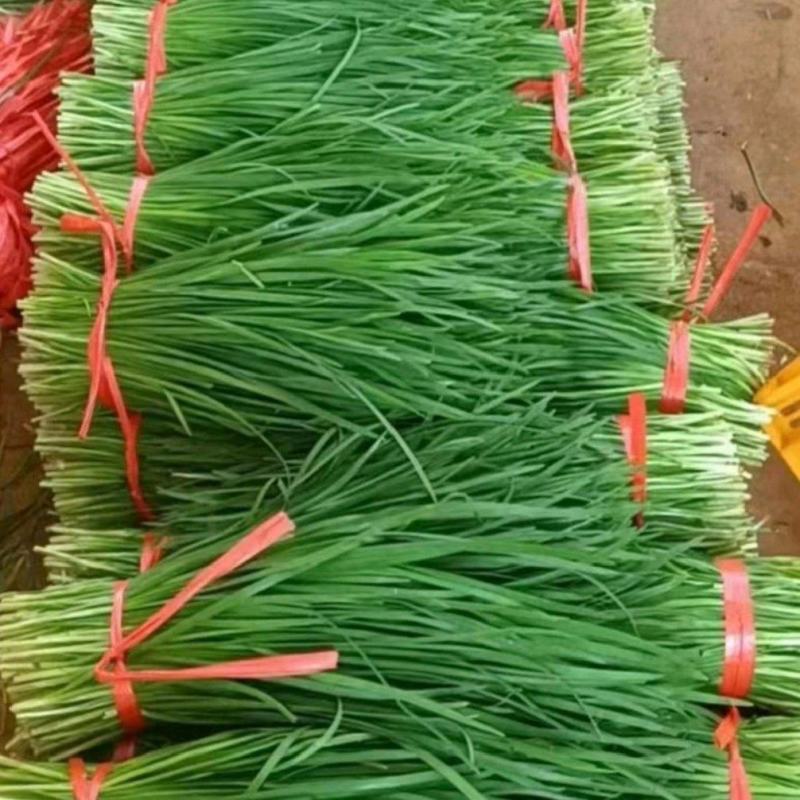 推荐广东徐闻韭菜大叶韭菜头刀二刀货源充足价格实