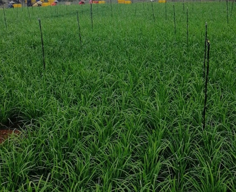 精品韭菜大叶韭菜徐闻韭菜基地直供实力代发全国商超