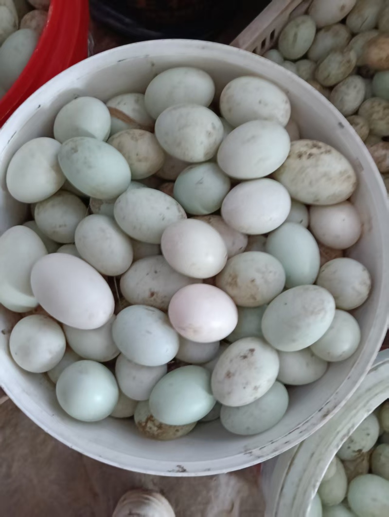 蛋鸭，鸭蛋出售，鸭子1200只左右