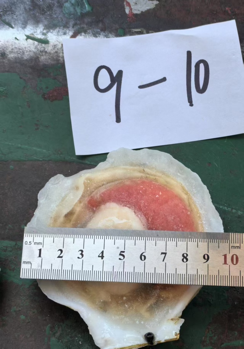 冷冻半壳虾夷扇贝1公斤×10包规格齐全欢迎下单
