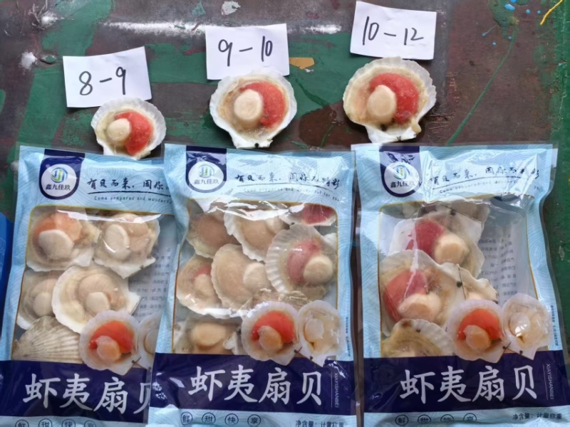冷冻半壳虾夷扇贝1公斤×10包规格齐全欢迎下单