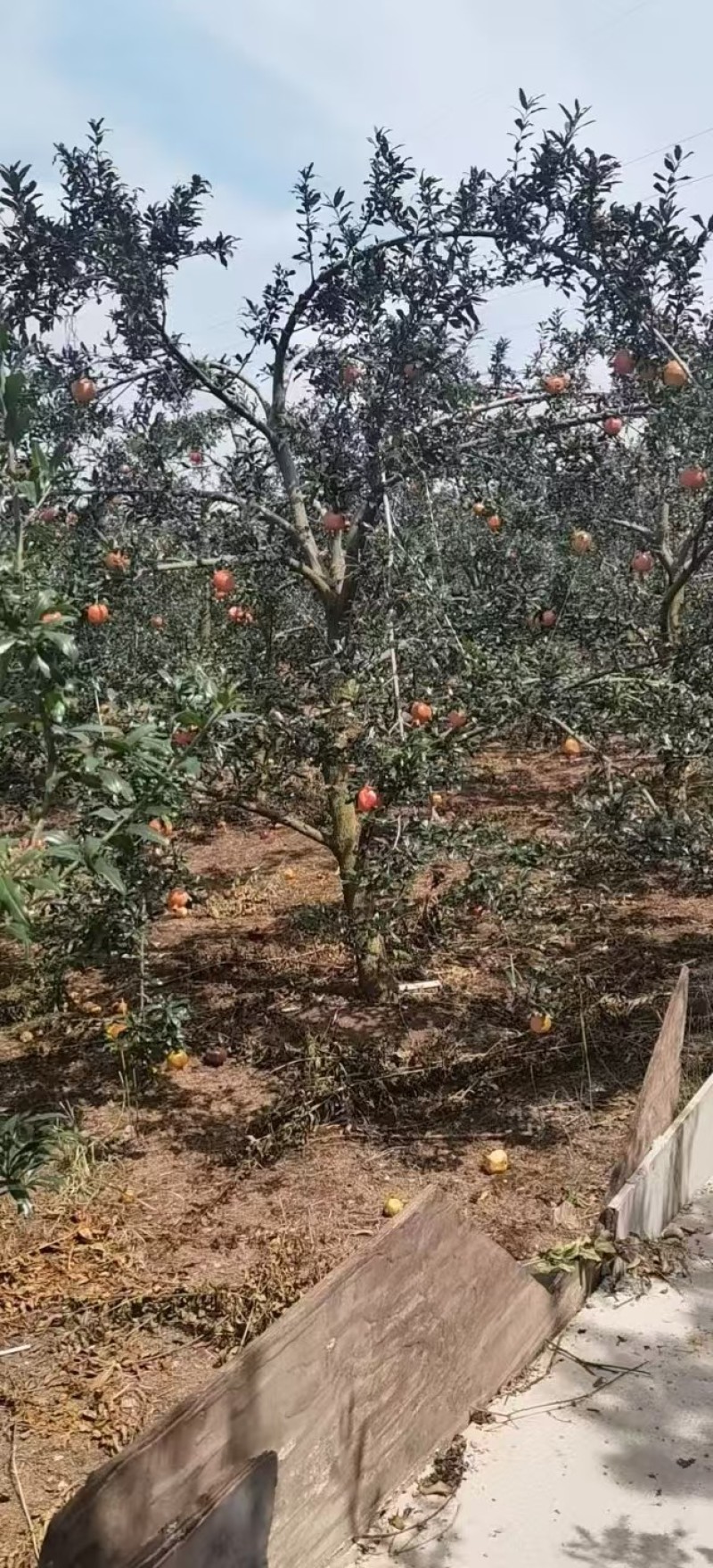 带果石榴树