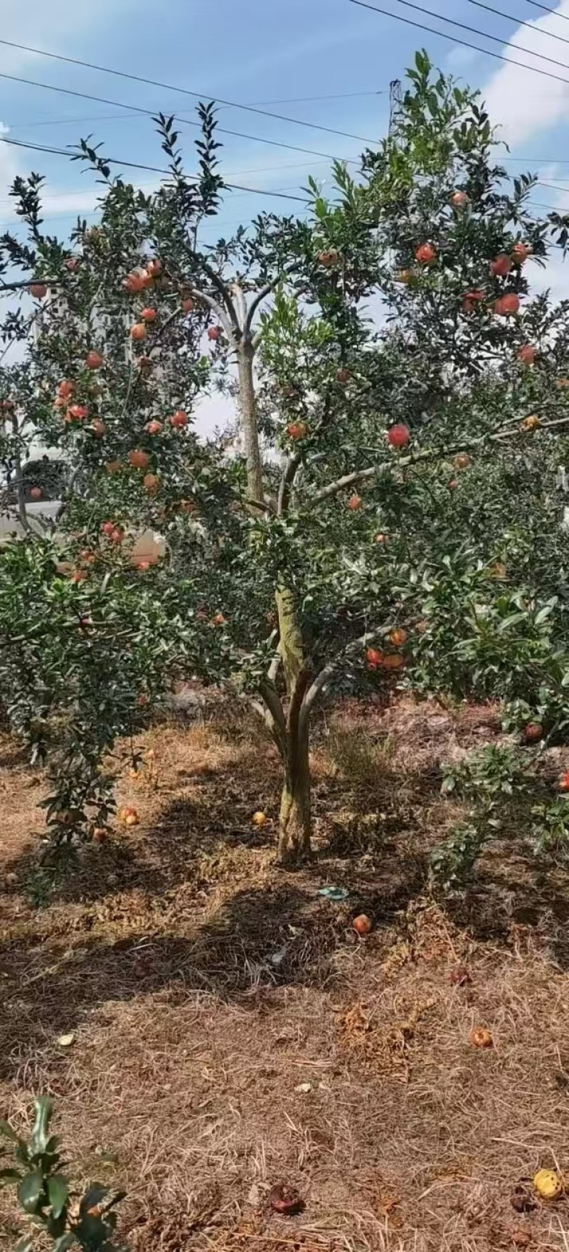 带果石榴树